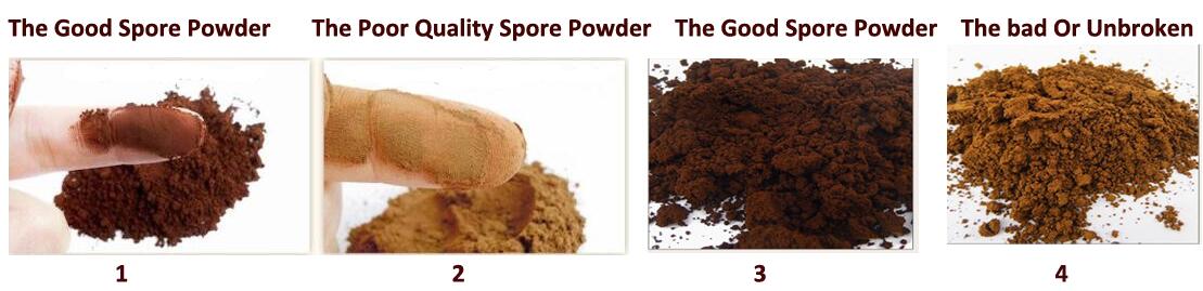 How to distinguish the ganoderma lucidum spore powder
