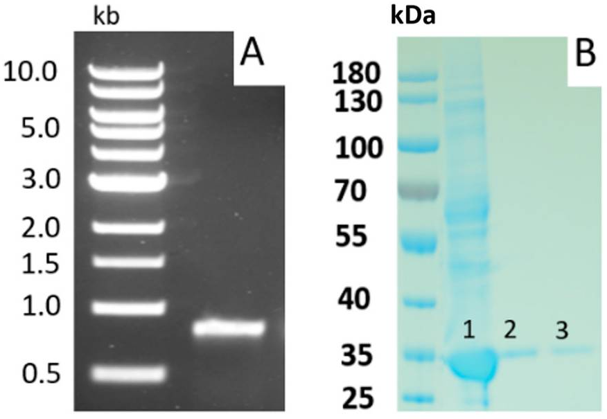 Figure 5 NK gene product and insoluble (inclusion-body) NK protein in Escherichia coli. (A) PCR-derived NK gene product from B. subtilis (natto); (B) Lane 1: NK protein present in crude medium extract; Lane 2 and 3: NK protein purified using a Ni-NTA (nickel-charged affinity nitrilotriacetic acid) column.