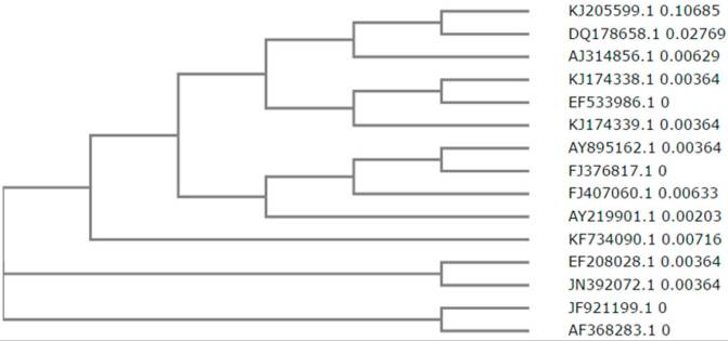 Figure 6 Phylogeny of NK sequences. Predicted NK protein sequences were generated using DNA to PROTEIN software (available at: http://web.expasy.org/translate/). Sequence analysis, multiple sequence alignment, and phylogenetic analysis were conducted using ClustalW2 (available at: http://www.ebi.ac.uk/Tools/msa/clustalw2/) software. A total of 16 NK gene sequences were deposited in the NCBI Genbank. Fifteen mature protein sequences were subjected to a phylogenetic analysis. HM068963.1 is only represented by a partial sequence and as a result, was not included in the phylogenetic analysis.