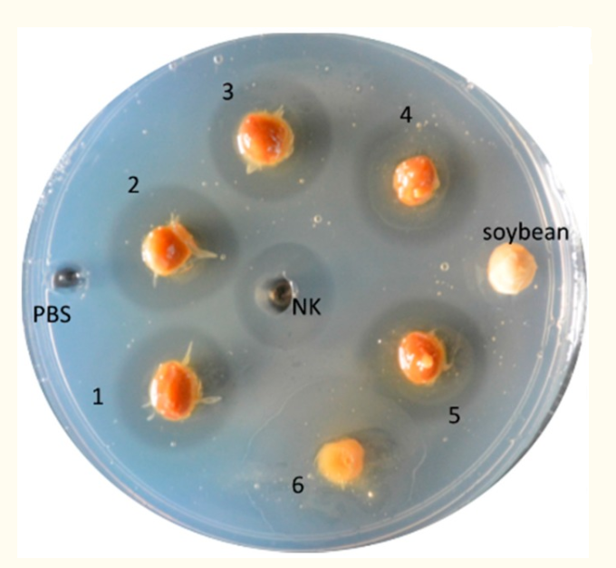 Natto and nattokinase can dissolve fibrin (semi-transparent halo ring). (1–5) Natto-fermented soy beans; (6) Slimy material characteristic of natto; (NK) Commercial nattokinase (100 µg) as a positive control; Non-fermented soybean and PBS (phosphate buffered saline) as negative controls.