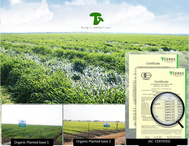 organic planted base for barley grass powder.jpg