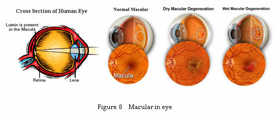 marigold extract zeaxanthin.png