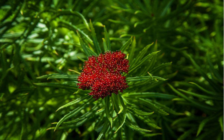 Rhodiola Rosea Extract.png