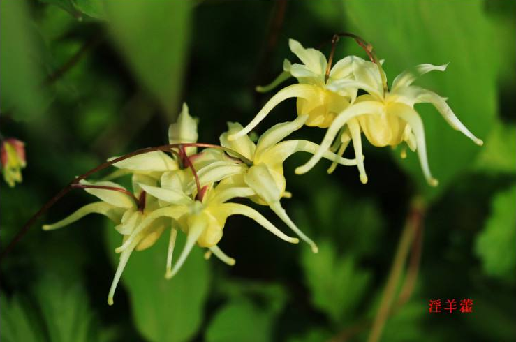 effect of epimedium extract