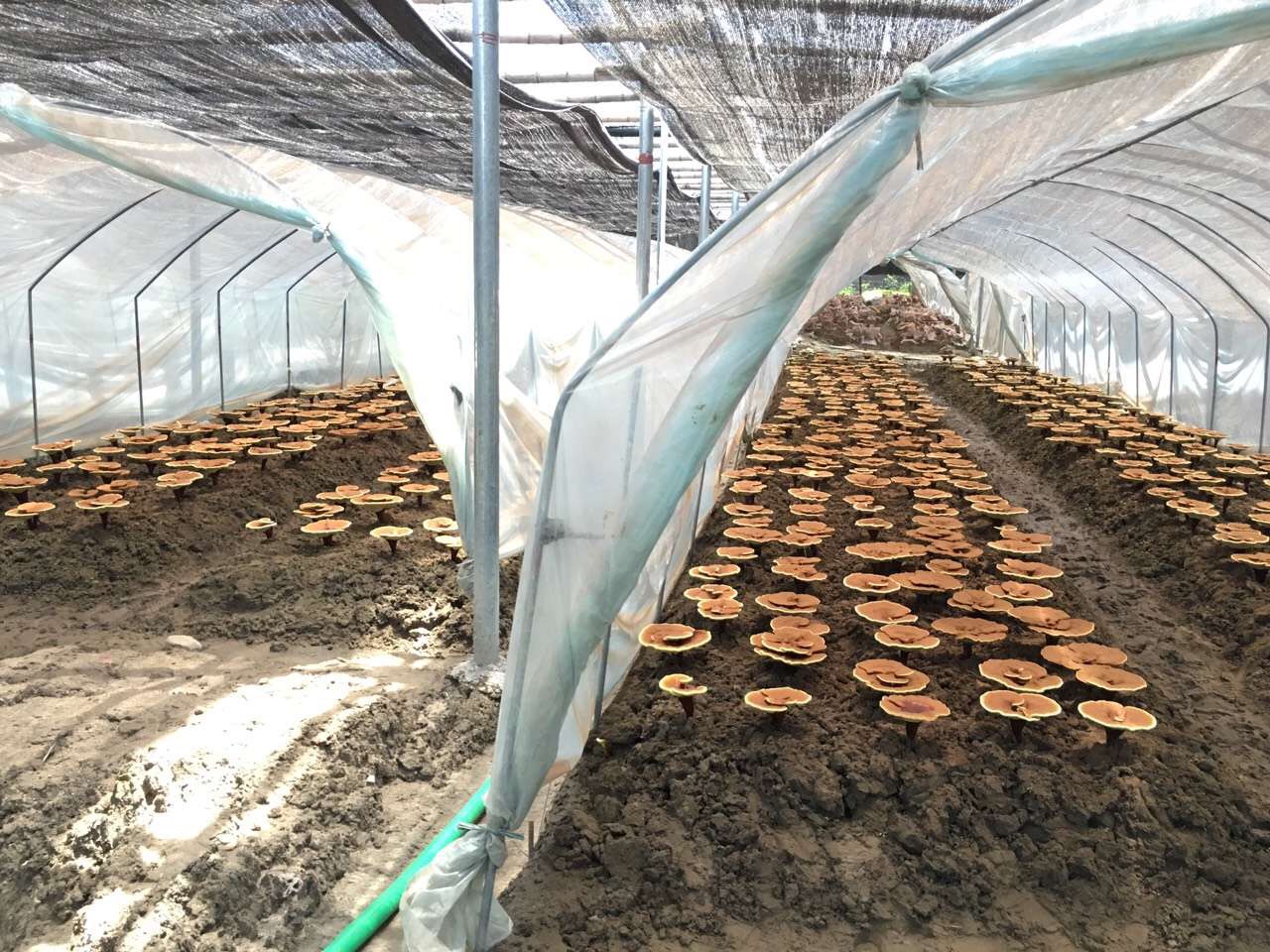 reishi planting base