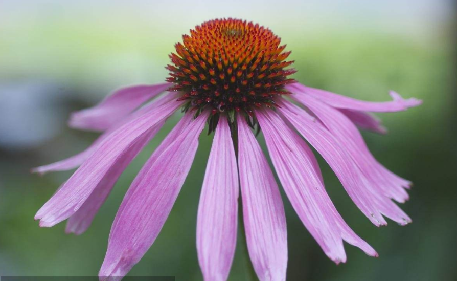 echinacea purpurea extract