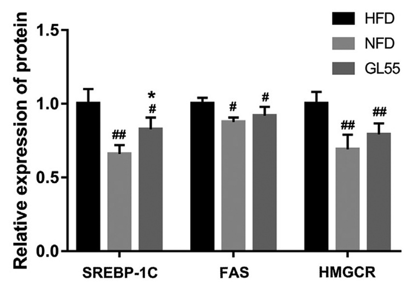 Fig 5 Analysis of hepatic protein expression in rats