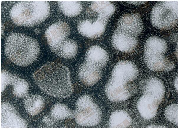 Scientific Proof Ganoderma Lucidum Triterpenoids Against Influenza