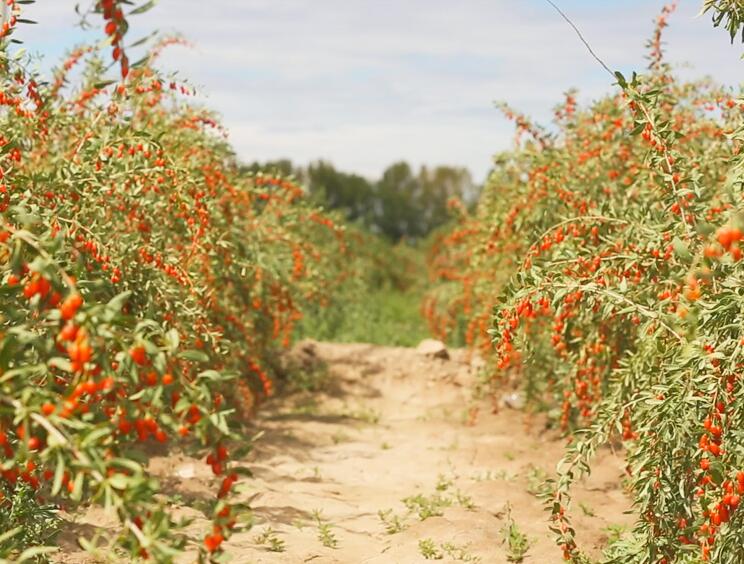 Freeze Dried Goji Berry Powder Organic Planting Base