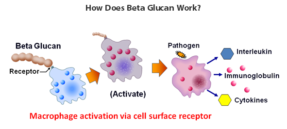 hericium erinaceus Extract beta glucan -How does beta glucan work
