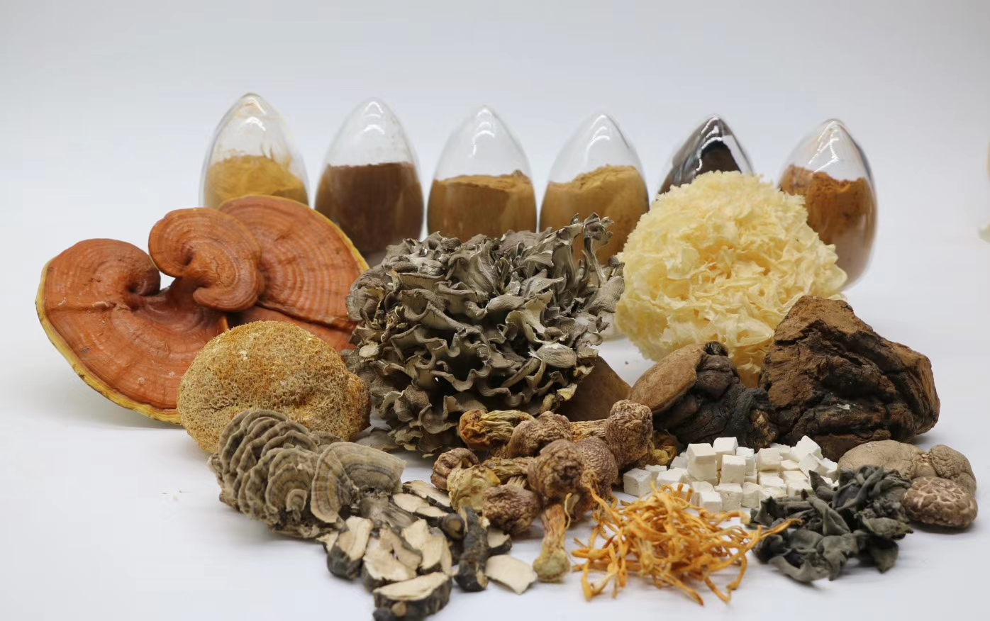 Focus of immune health new product development --Fungus Extract 