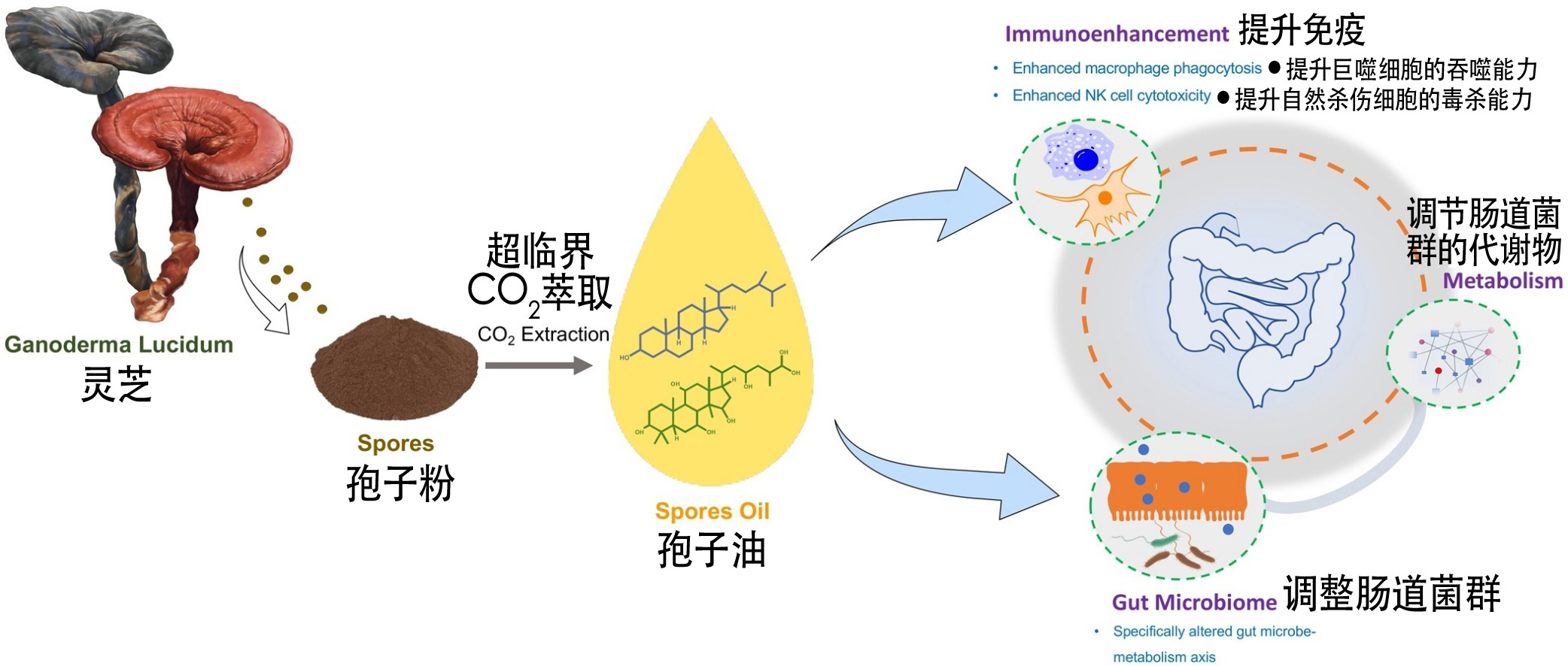 Immunoenhancing Features of Ganoderma Lucidum Spore Oil . jpg