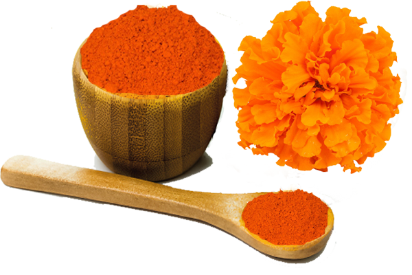 marigold extract.png