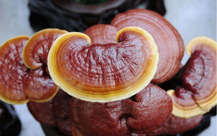 ganoderma lucidum extract
