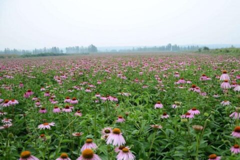 echinacea purpurea extract planting