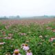 echinacea purpurea extract planting