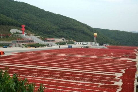 Schisandra Chinensis Fruit from MIGU