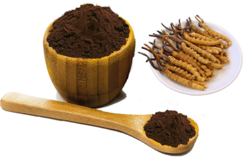 cordyceps sinensis powder
