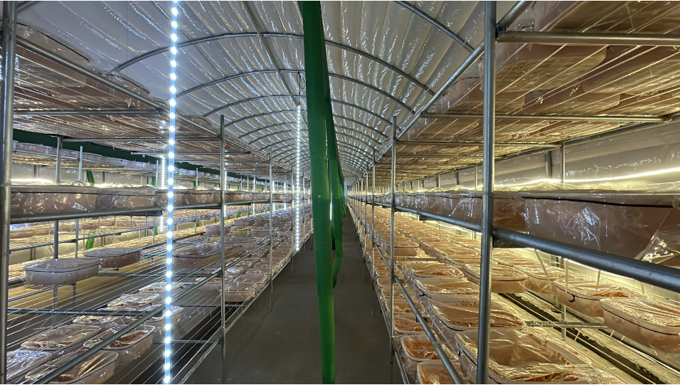 Cordyceps Extract Beta Glucan planted base