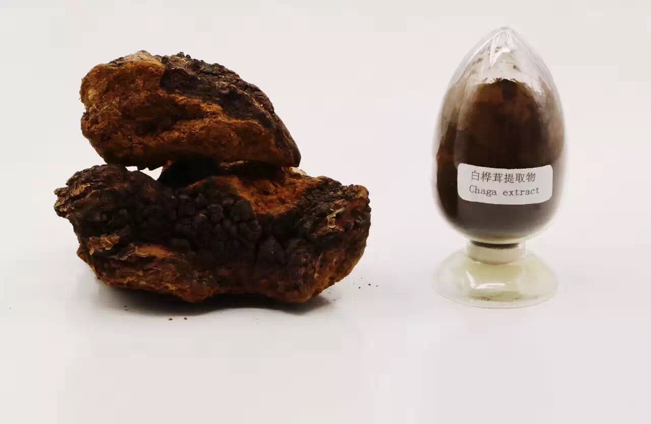 chaga mushroom beta glucan