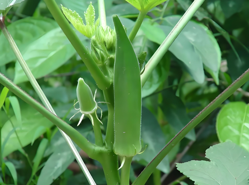 Okra (Abelmoschus Esculentus) Extract