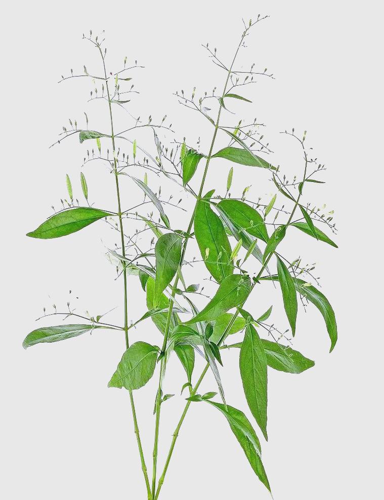 Andrographis paniculata extract
