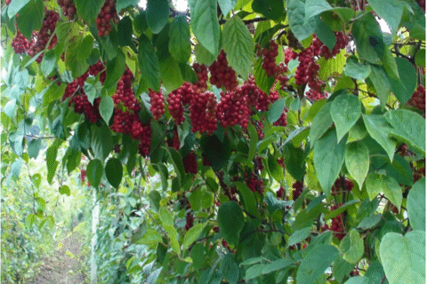 Schisandra Chinensis Oil planted base