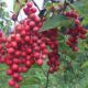 Schisandra Chinensis Oil
