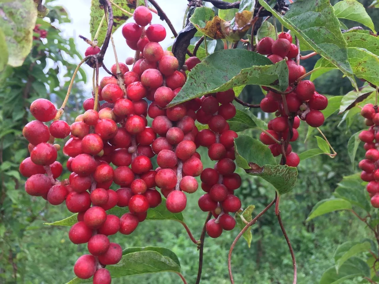 Schisandra Chinensis Oil