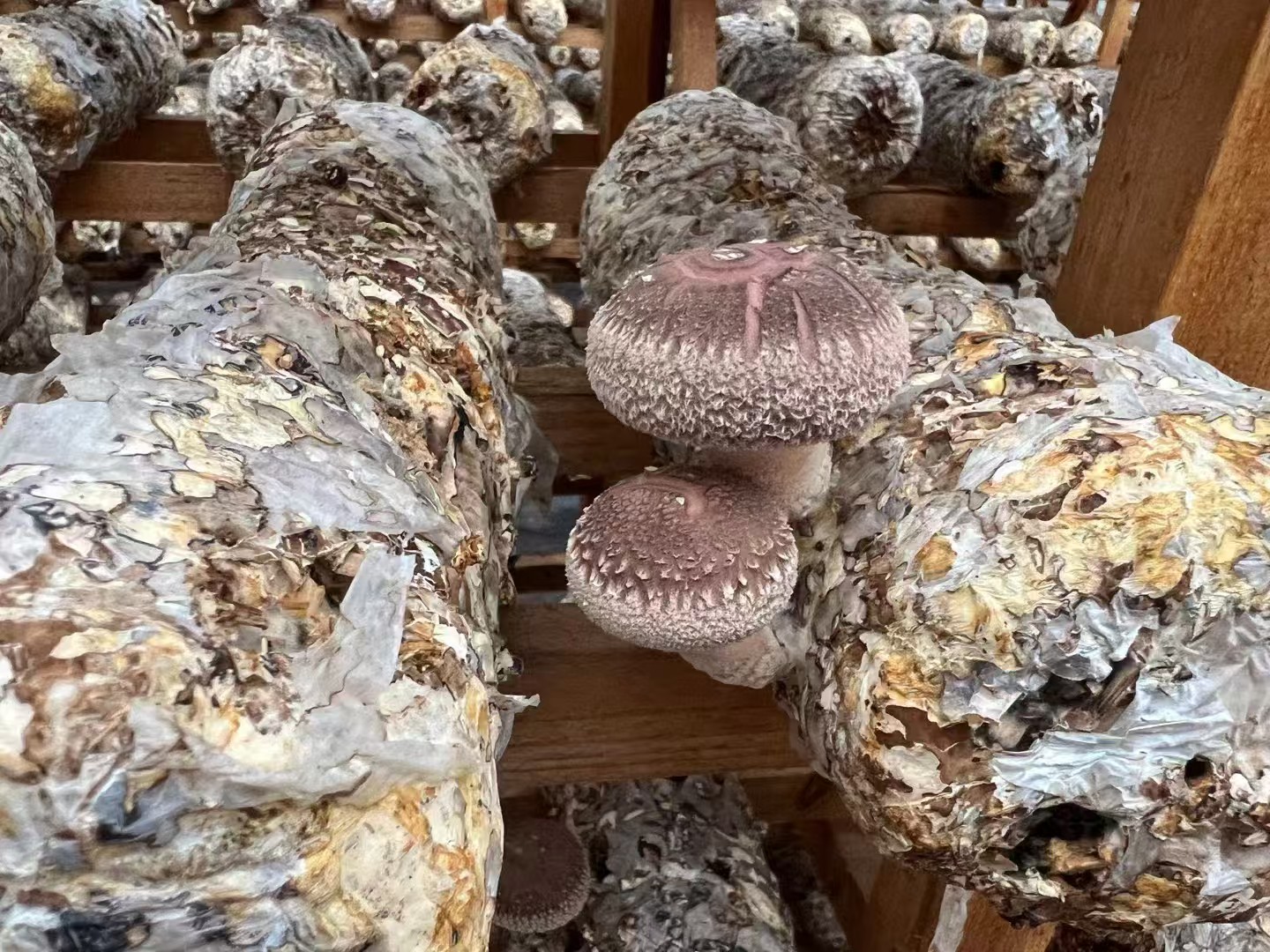 Shiitake Mushroom Mycelia Extract