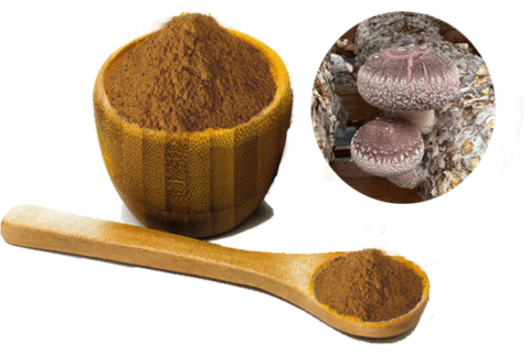 shiitake mushroom extract